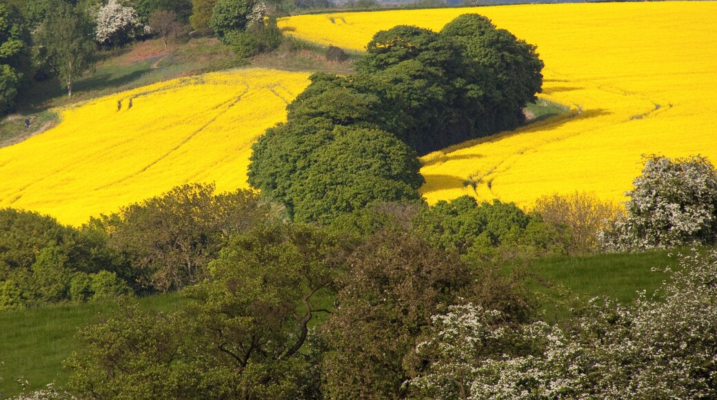Yellow Fields