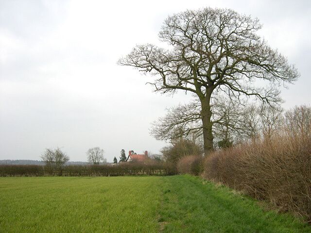 Cereal Crop and Oak Tree, near Halfpenny Green, Staffordshire I can't specify the crop. The cottage is called Cranmere. All around, fields are under grass or various crops.