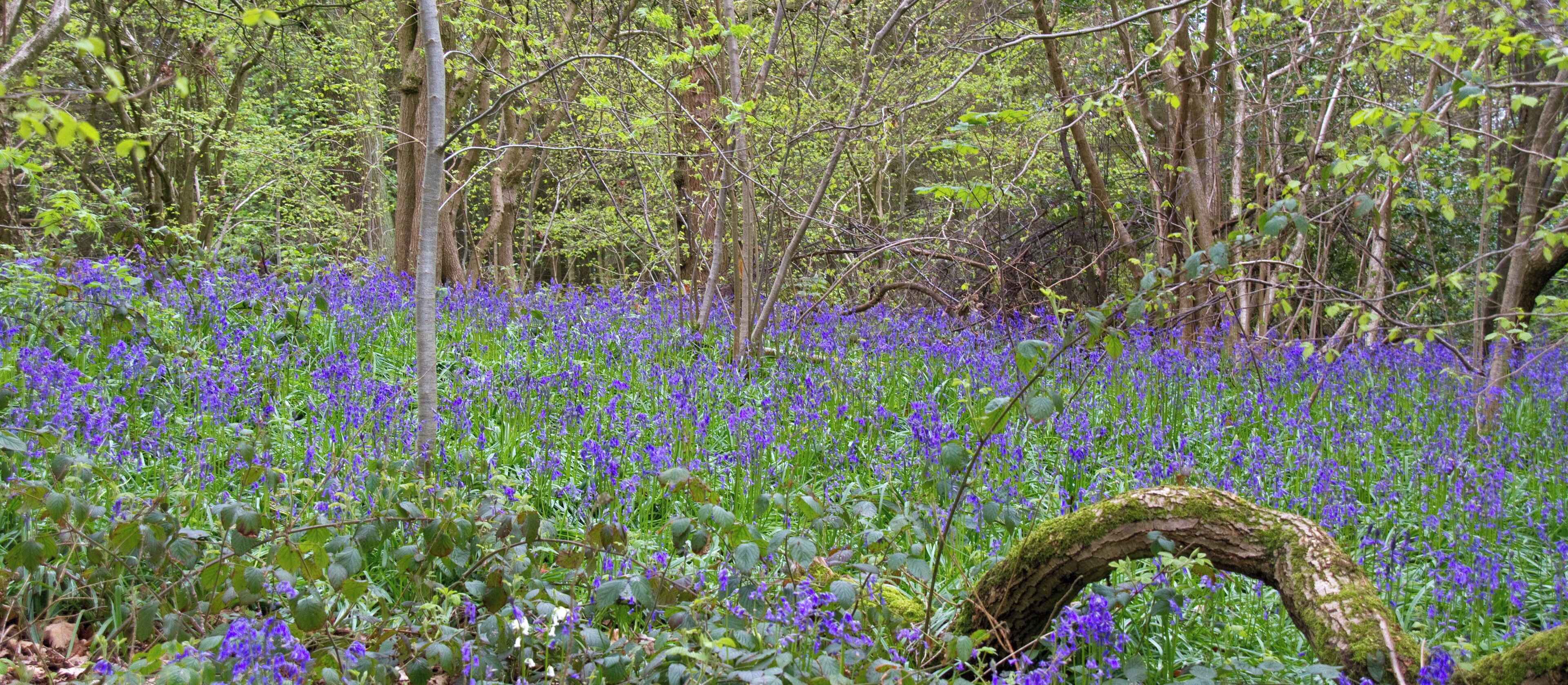 Bluebell Wood 3