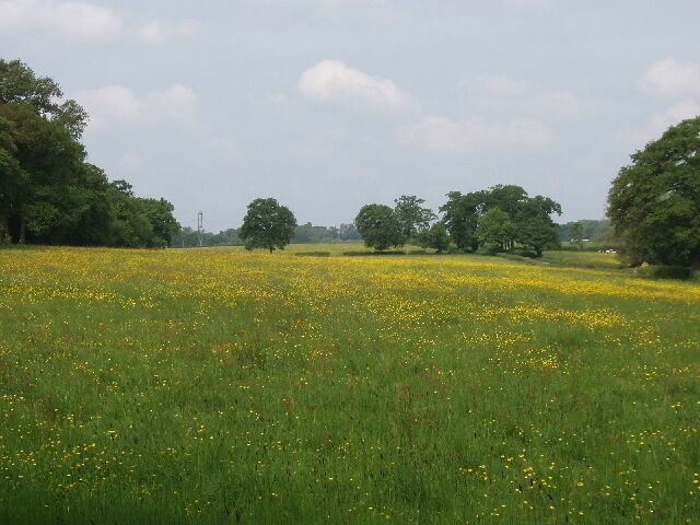 Pasture with buttercups by Bayhurst Wood View from the track into the car park in Bayhurst Wood.