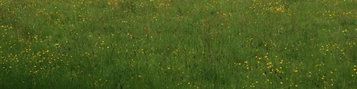 Pasture with buttercups by Bayhurst Wood View from the track into the car park in Bayhurst Wood.