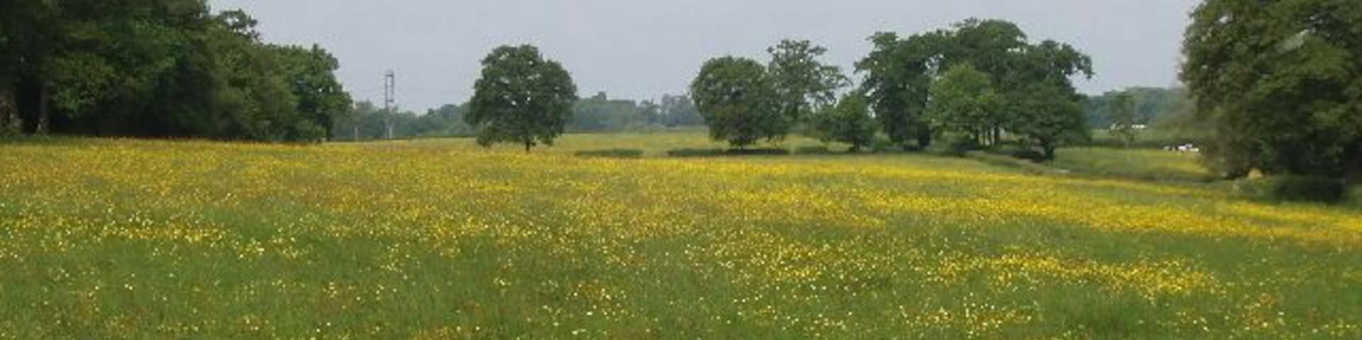Pasture with buttercups by Bayhurst Wood View from the track into the car park in Bayhurst Wood.