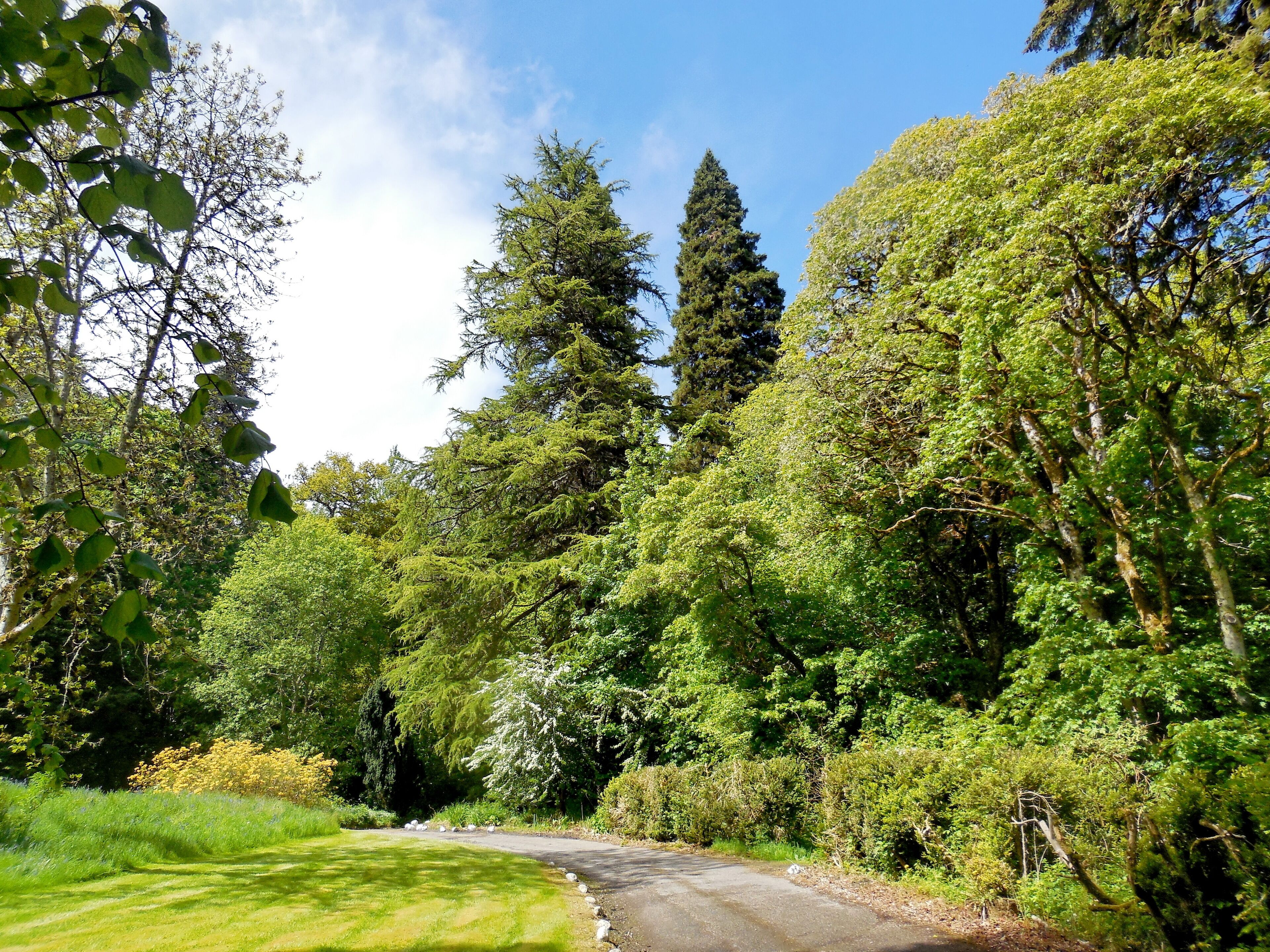 A winding country road surrounded by lush greenery and tall trees.