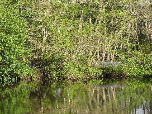Black Water The western bank of the Black Water, Contin.