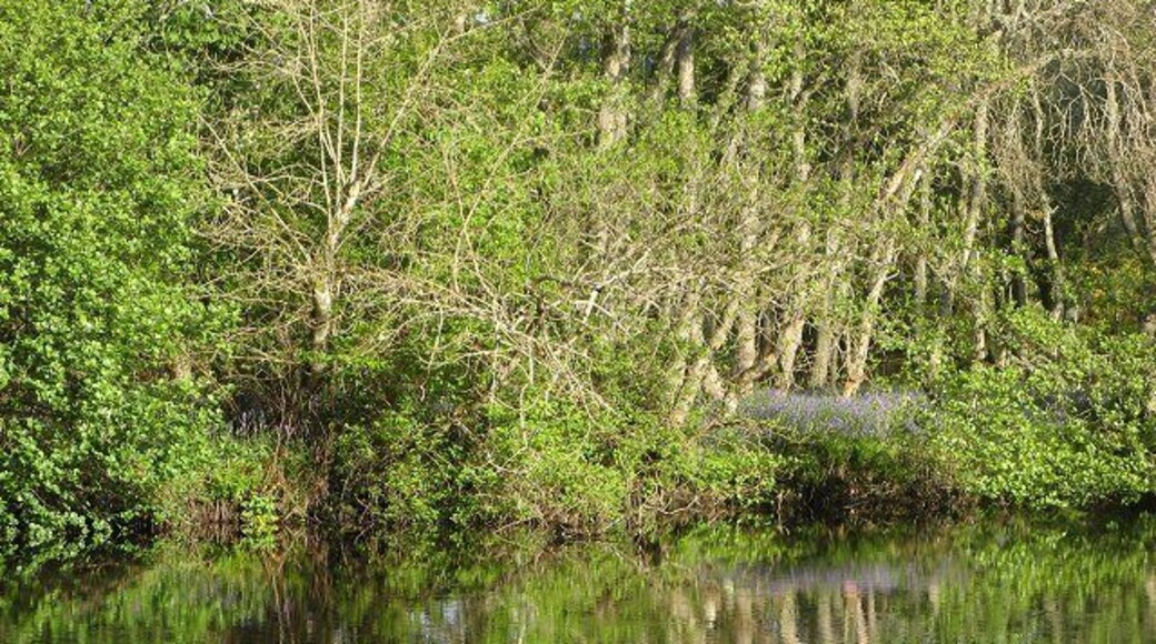 Black Water The western bank of the Black Water, Contin.