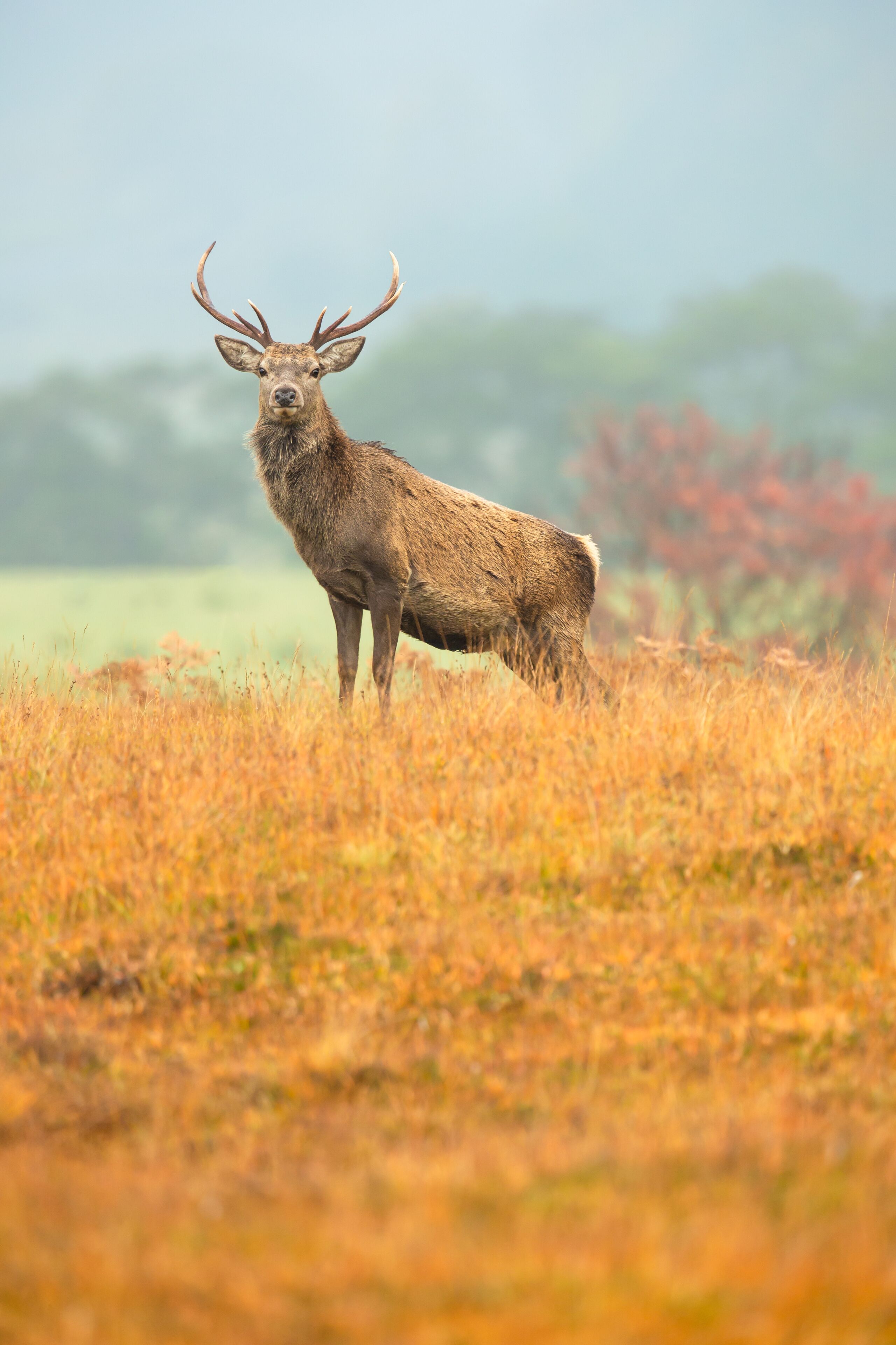 Close up portrait of a Red Deer stag alert and facing forward in Autumn, Strathconon Estate, Scottish Highlands.  Scientific name: Cervus elaphus.  Blurred background.  Space for copy.