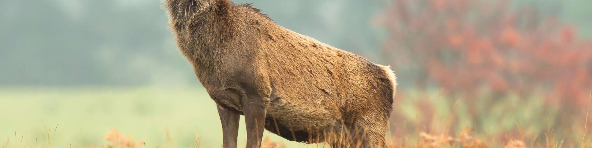 Close up portrait of a Red Deer stag alert and facing forward in Autumn, Strathconon Estate, Scottish Highlands. Scientific name: Cervus elaphus. Blurred background. Space for copy.
