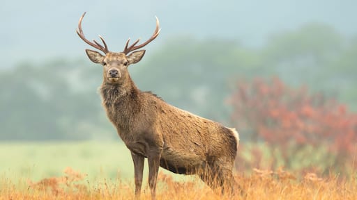 Close up portrait of a Red Deer stag alert and facing forward in Autumn, Strathconon Estate, Scottish Highlands. Scientific name: Cervus elaphus. Blurred background. Space for copy.