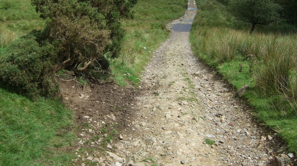 Sarn Helen Roman Road, Coed y Rhaiadr