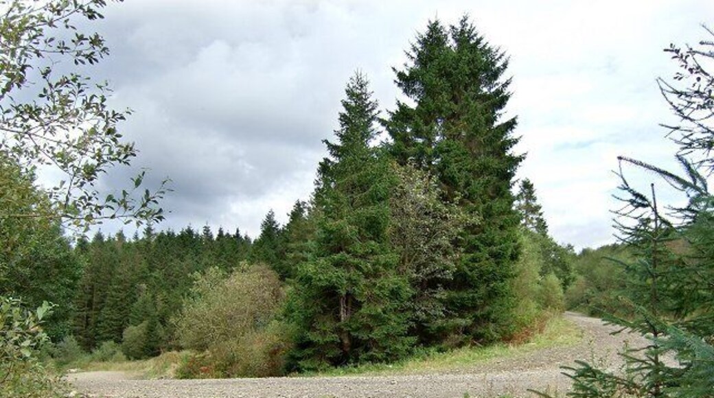 Crynant Forestry Walk