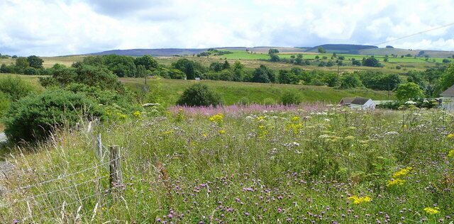 Flower-rich countryside Undeveloped land at the north end of Rhos Common near Blaen-y-gors.
