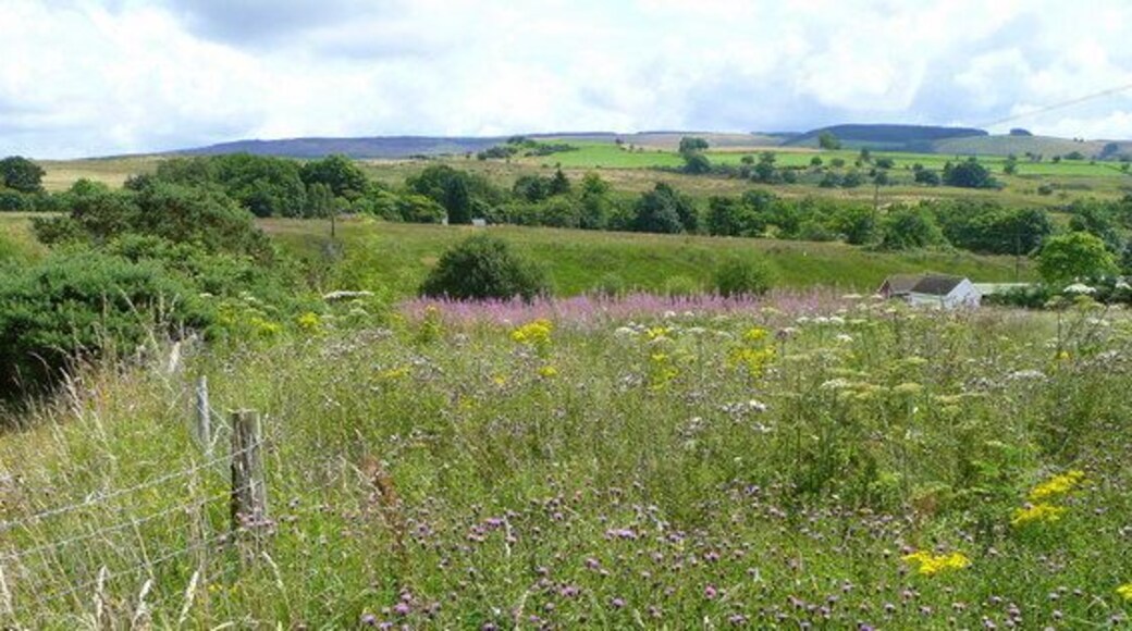 Flower-rich countryside Undeveloped land at the north end of Rhos Common near Blaen-y-gors.