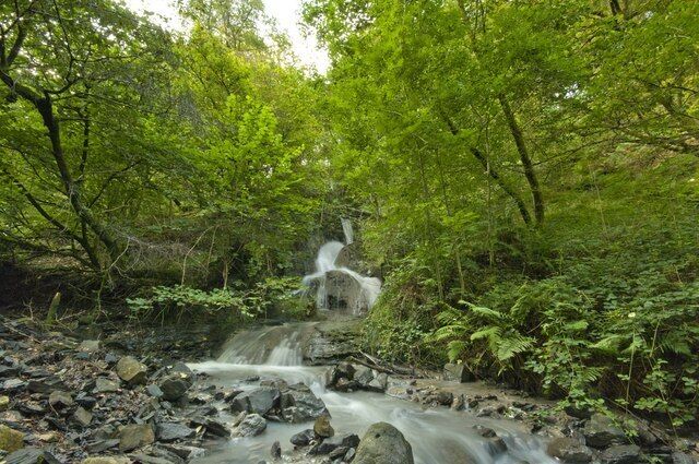 Una cascada en un bosque frondoso con vegetación verde densa y terreno rocoso.