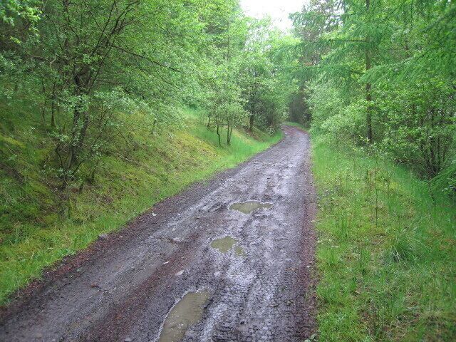 Un camino sinuoso y embarrado, rodeado de árboles verdes y frondosos.