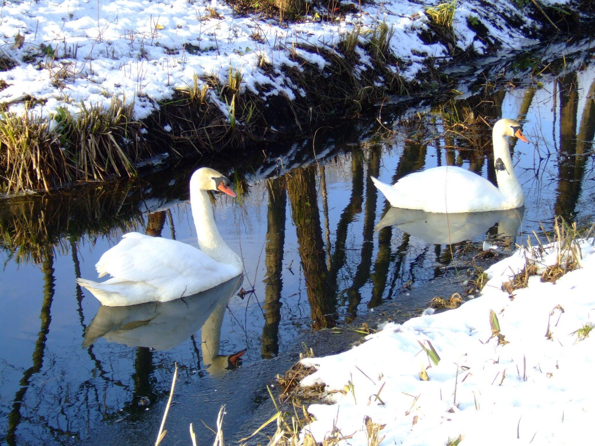 Swans Barefcroft Common