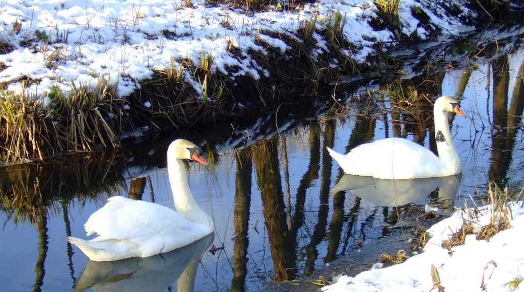 Swans Barefcroft Common