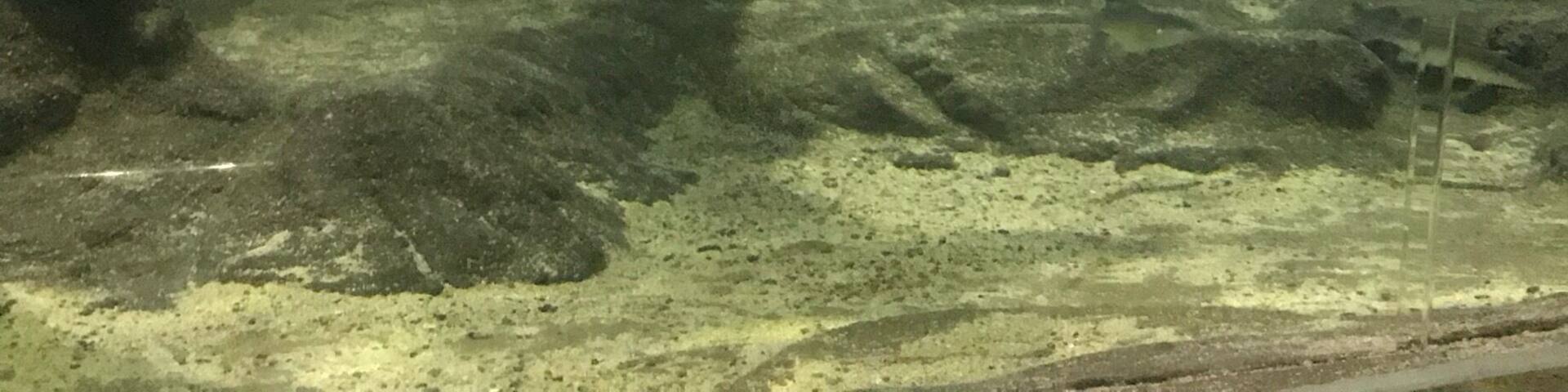An aquarium with a shark swimming near the glass.