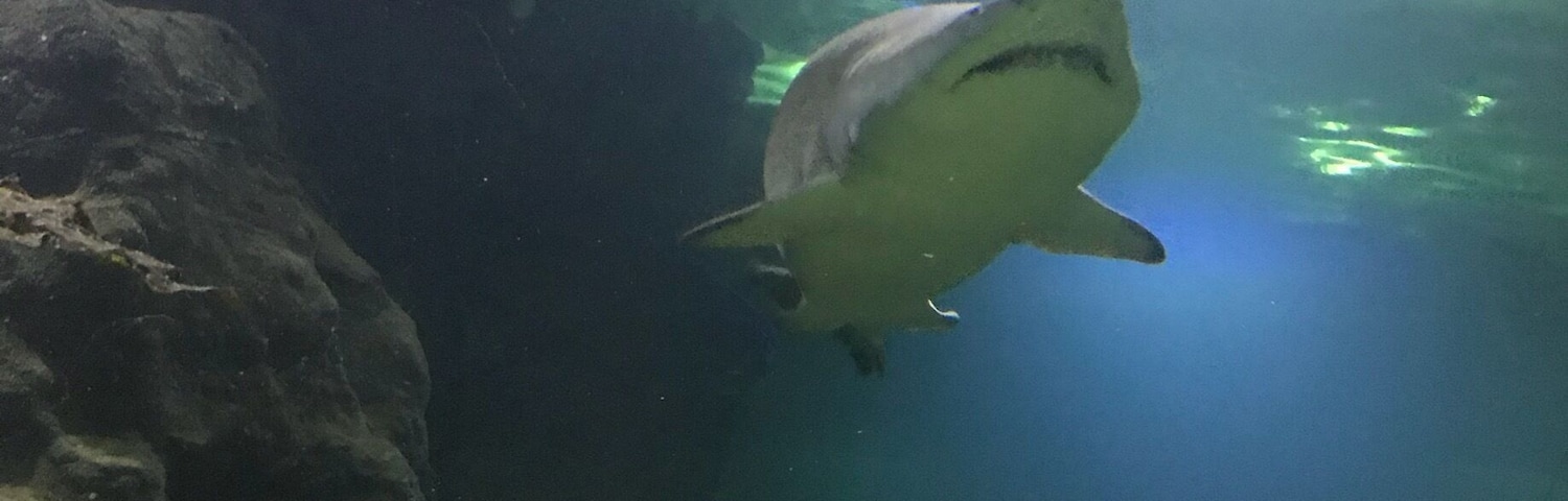 Shark!