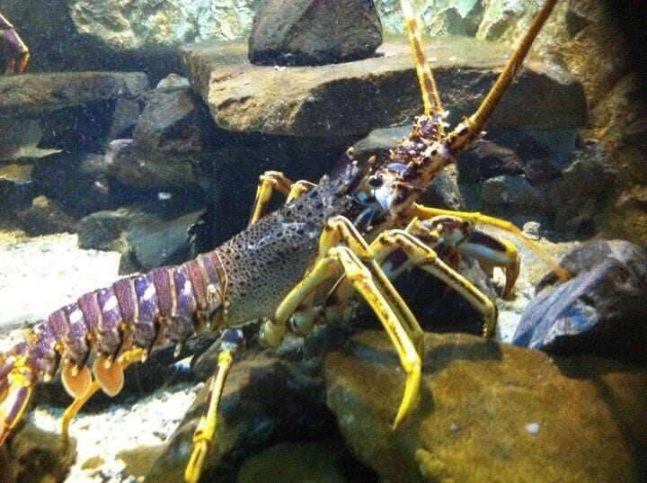 Taken at Deep Sea World near Edinburgh, Scotland, UK.
#Holiday #DayOut #Edinburgh #Dunfermline #Scotland #Aquarium