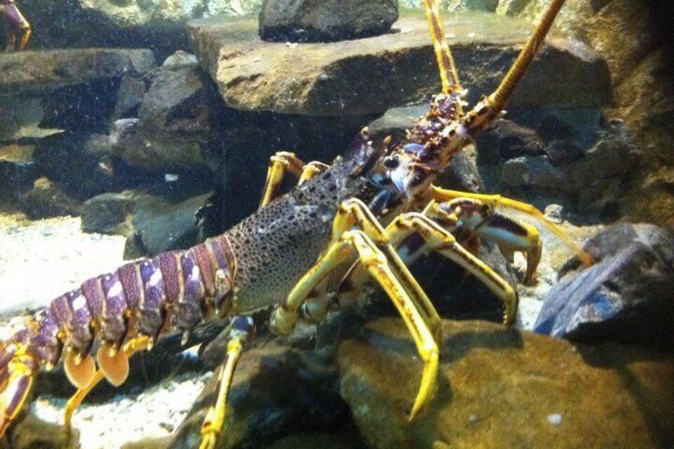 Llagosta en un aquari amb roques i aigua.