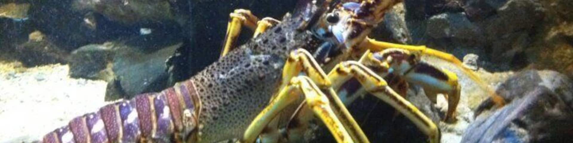 Taken at Deep Sea World near Edinburgh, Scotland, UK.
#Holiday #DayOut #Edinburgh #Dunfermline #Scotland #Aquarium