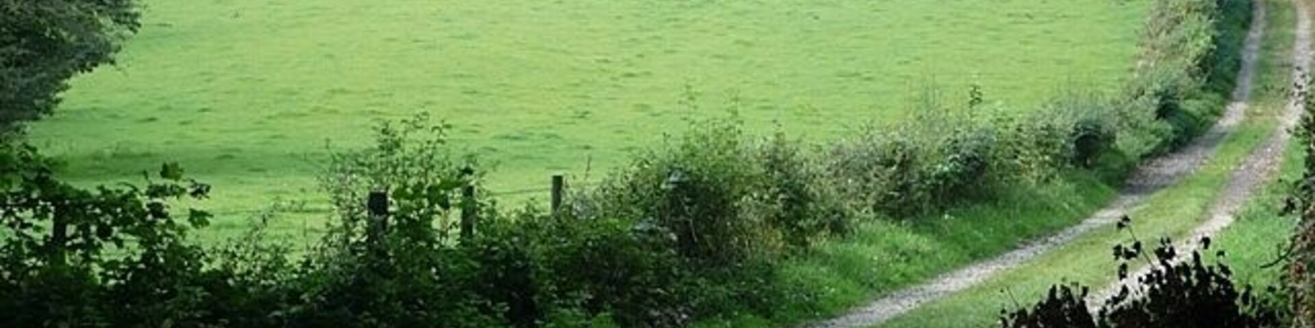 Un camino rural serpentea por un campo verde, con una valla en un lado y árboles en el otro.