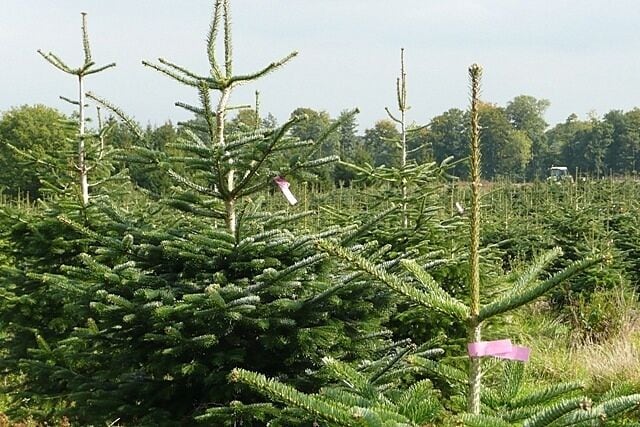 Christmas trees, ready labelled There are acres of fir trees growing here for Christmas. They all appear to have labels already on them, presumably put on when they were planted.