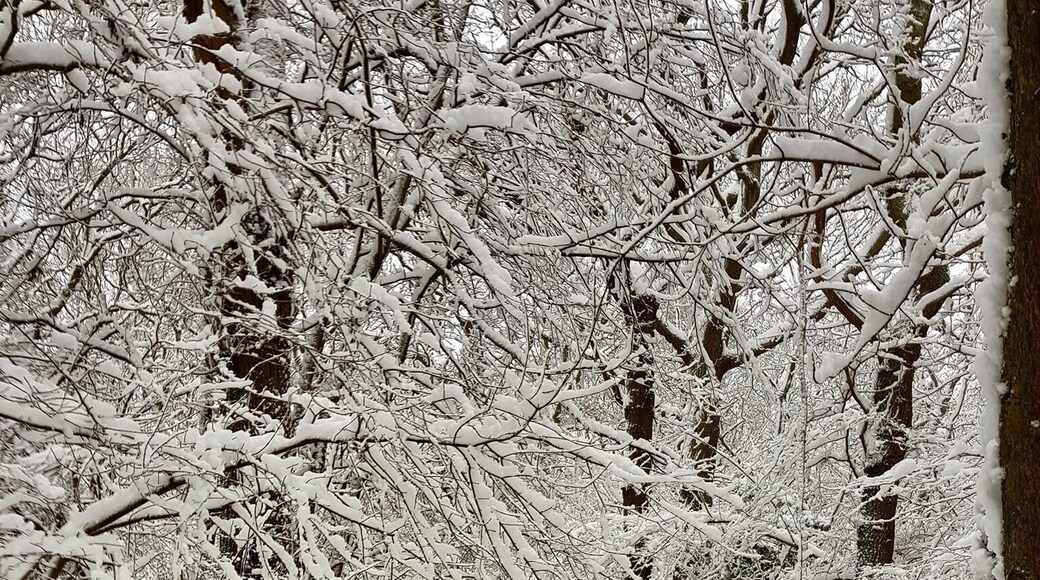 Winter Wonderland in my hometown. Lots of walking trails in the area and especially beautiful in the snow.