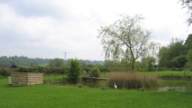 Um campo gramado com lago, árvore e um pássaro.