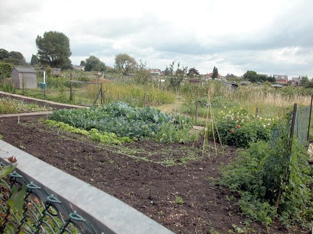 Hoole Allotments. Active allotment area.