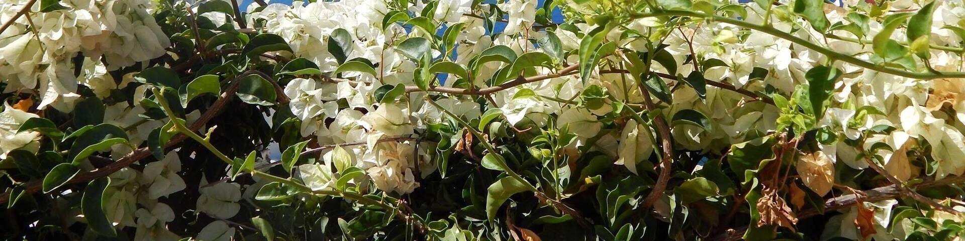 Oia, Santorini, Greece