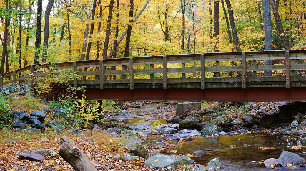 Autumn wood bridge panorama