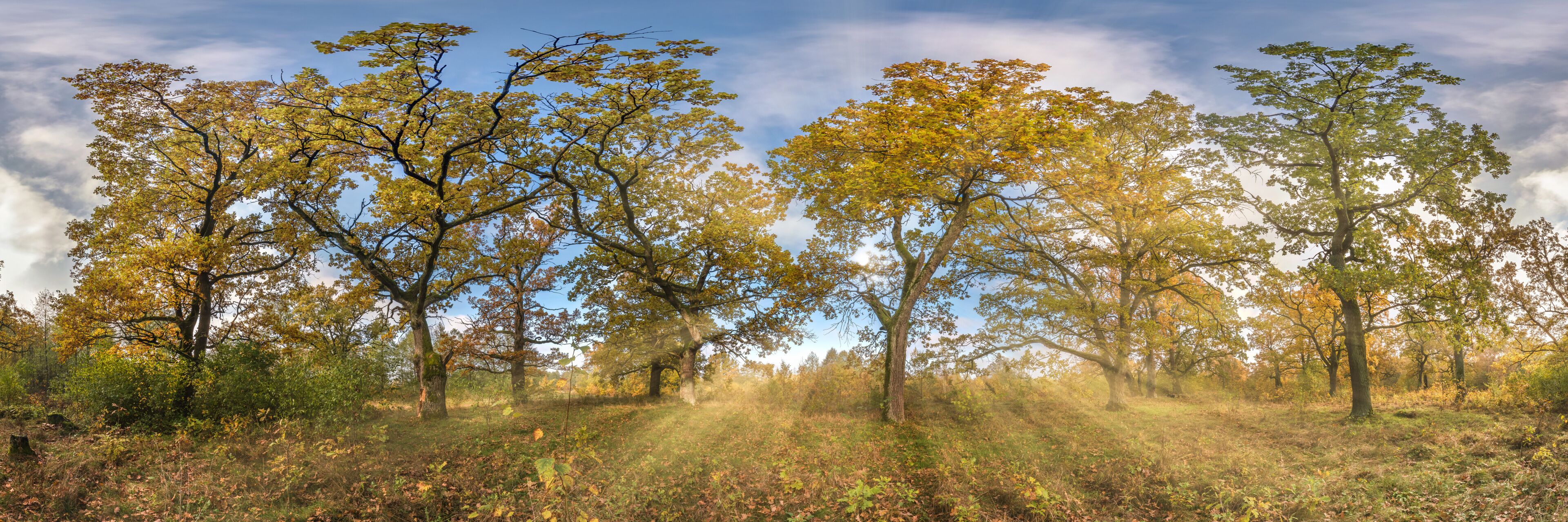 Beautiful autumn forest or park of oak grove with clumsy branches near river in gold autumn. hdri panorama with bright sun shining through the trees.