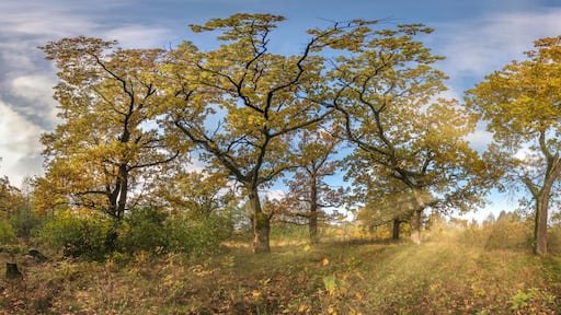 Beautiful autumn forest or park of oak grove with clumsy branches near river in gold autumn. hdri panorama with bright sun shining through the trees.