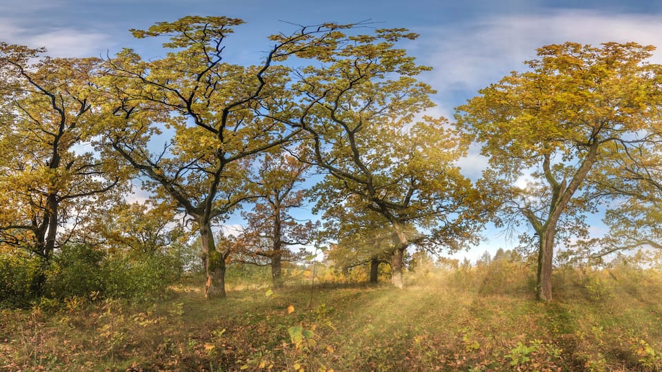 A forest with autumn-colored trees and a clear sky.
