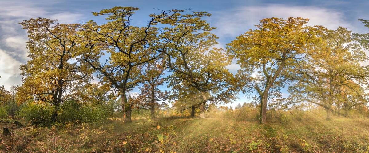 A forest with autumn-colored trees and a clear sky.
