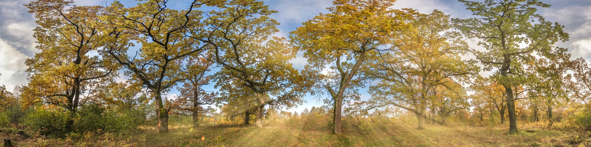 A forest with autumn-colored trees and a clear sky.