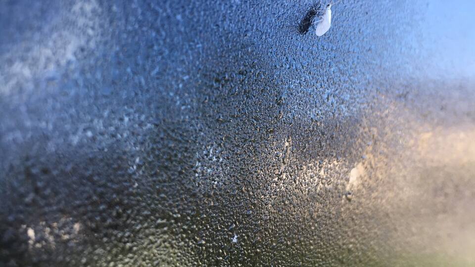 On a sunny morning a tiny white fly was sitting on my window of the car. It was the first time I saw a white one! #fly #sunny #morning #window #dawn #photography #naturephotography #nature #springfun