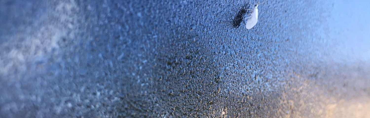 On a sunny morning a tiny white fly was sitting on my window of the car. It was the first time I saw a white one! #fly #sunny #morning #window #dawn #photography #naturephotography #nature #springfun