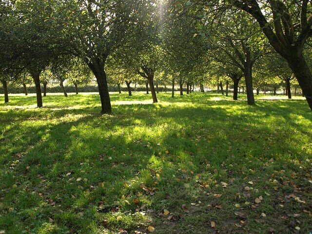 Un parque con filas de árboles y un campo cubierto de césped.