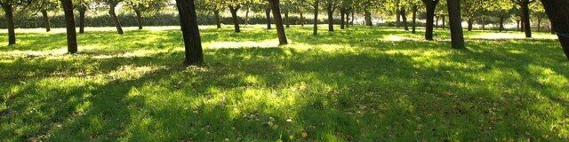 Un parque con filas de árboles y un campo cubierto de césped.