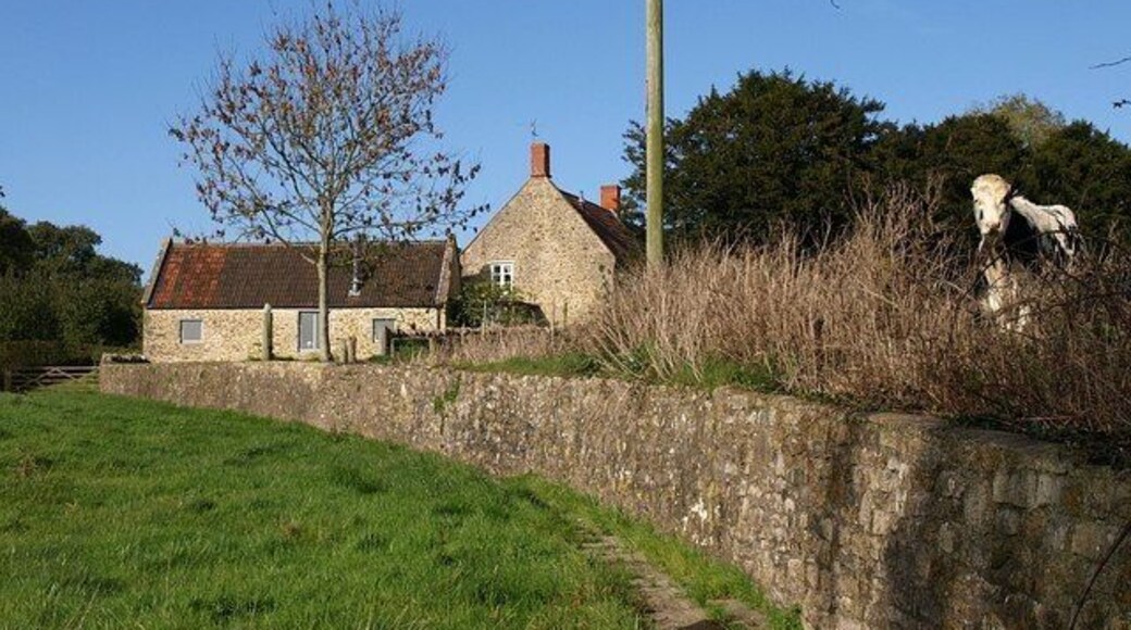 Ha-ha, East Pennard This is a slight turn-up. The cow is above the ha-ha at the rear of Pennard House, looking down on the paved footpath following the foot of the wall from East Pennard church to Home Farm in the background. Usually the livestock would be separated from the big house by the wall, thus protecting the gardens while preserving the illusion of a continuous landscape.