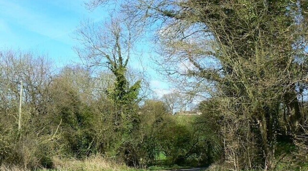 Portsway Lane from Saite Lane, south of Batcombe The lane heads north towards the small village of Batcombe just visible through the trees.