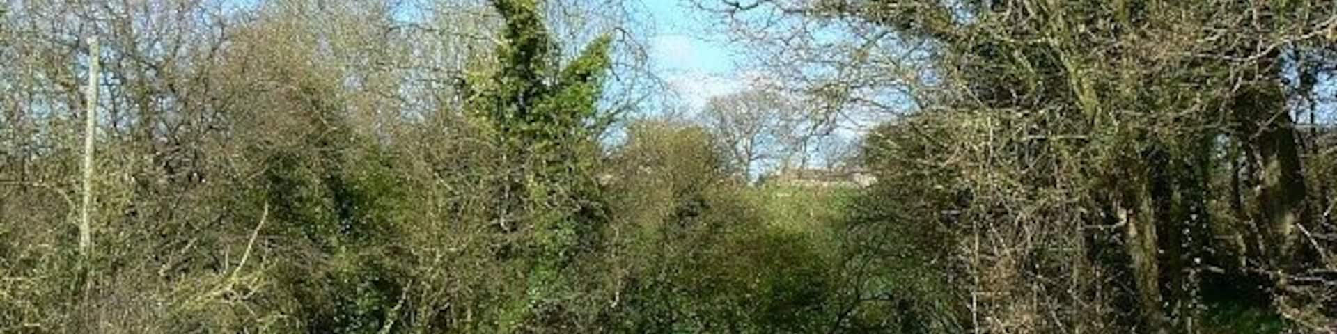 Portsway Lane from Saite Lane, south of Batcombe The lane heads north towards the small village of Batcombe just visible through the trees.