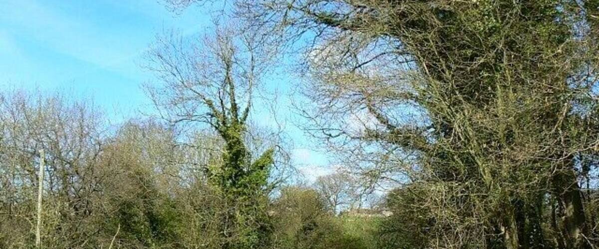 A narrow rural road surrounded by trees and vegetation.