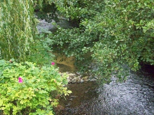 Un pequeño arroyo con lirios de agua y abundante vegetación.