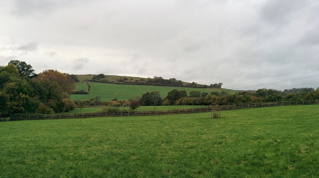 Country Side-Somerset