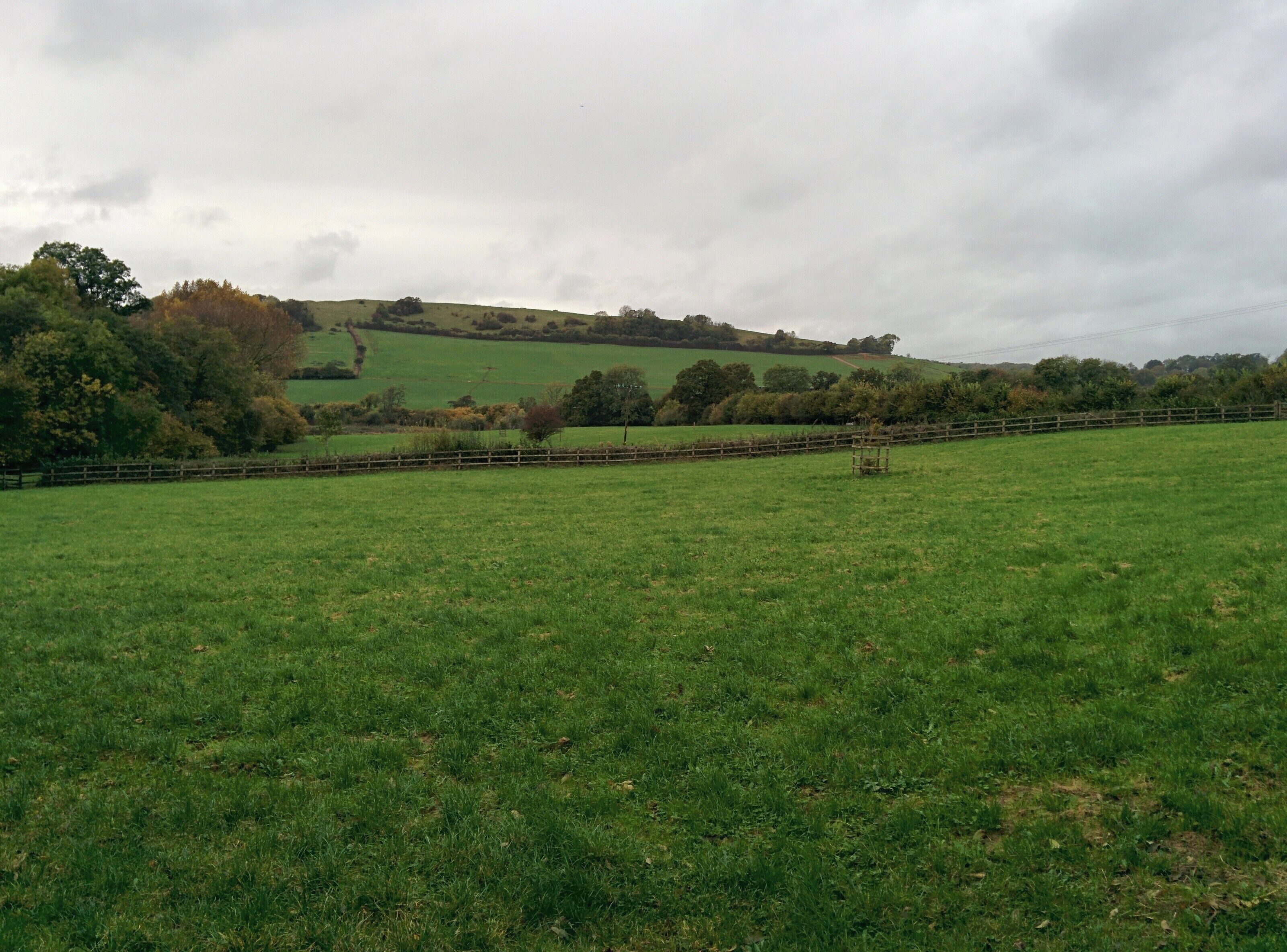 A green field with a wooden fence and trees in the background.