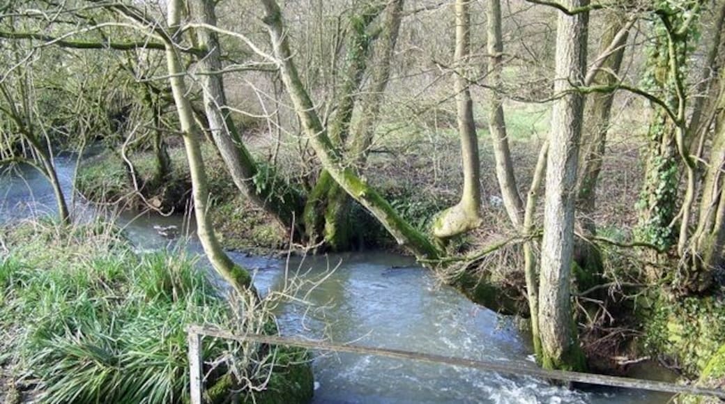 Stream near East Pennard Looking downstream from the Cockmill Bridge.
