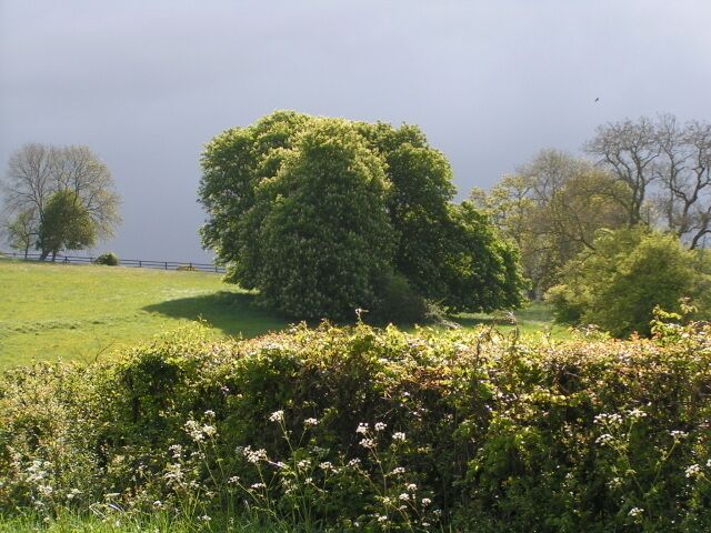 Sunshine on a rainy day